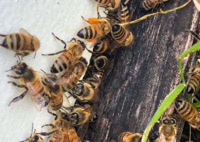 Bees Outside Hive