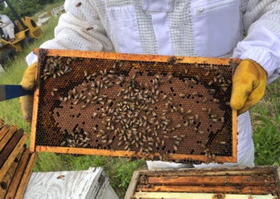 Holding Frame from Hive