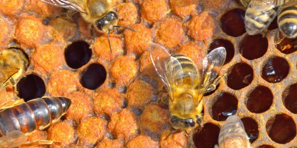 Bees on honey comb making honey
