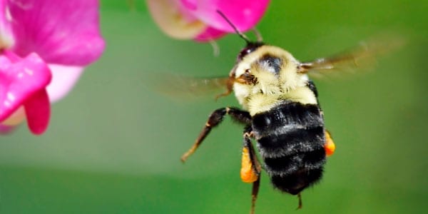 Honey Bee and flower