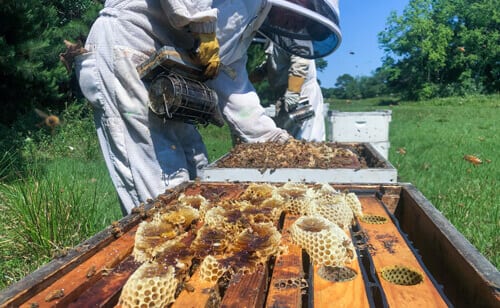 Beekeeper, hive, bees