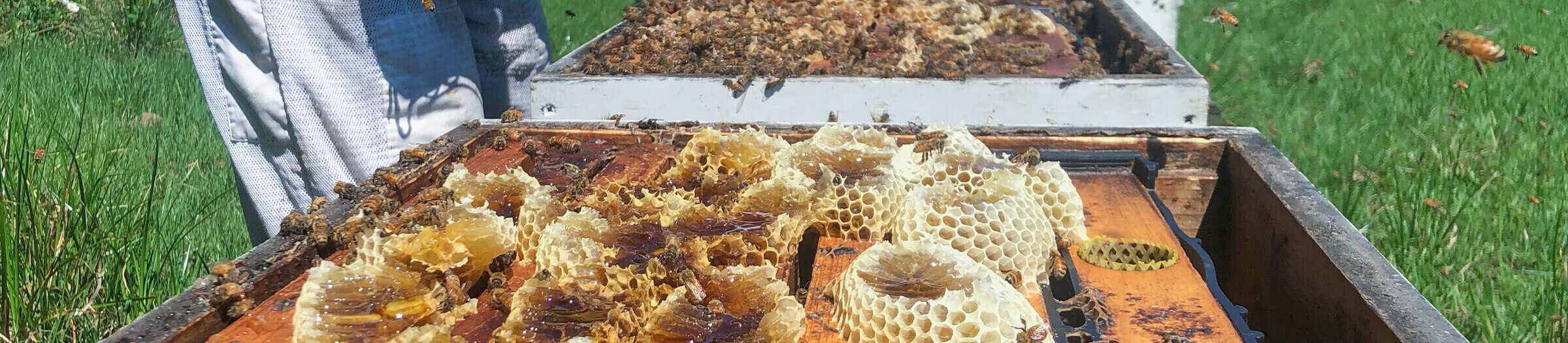 Bees and Honeycombs in Open Hive